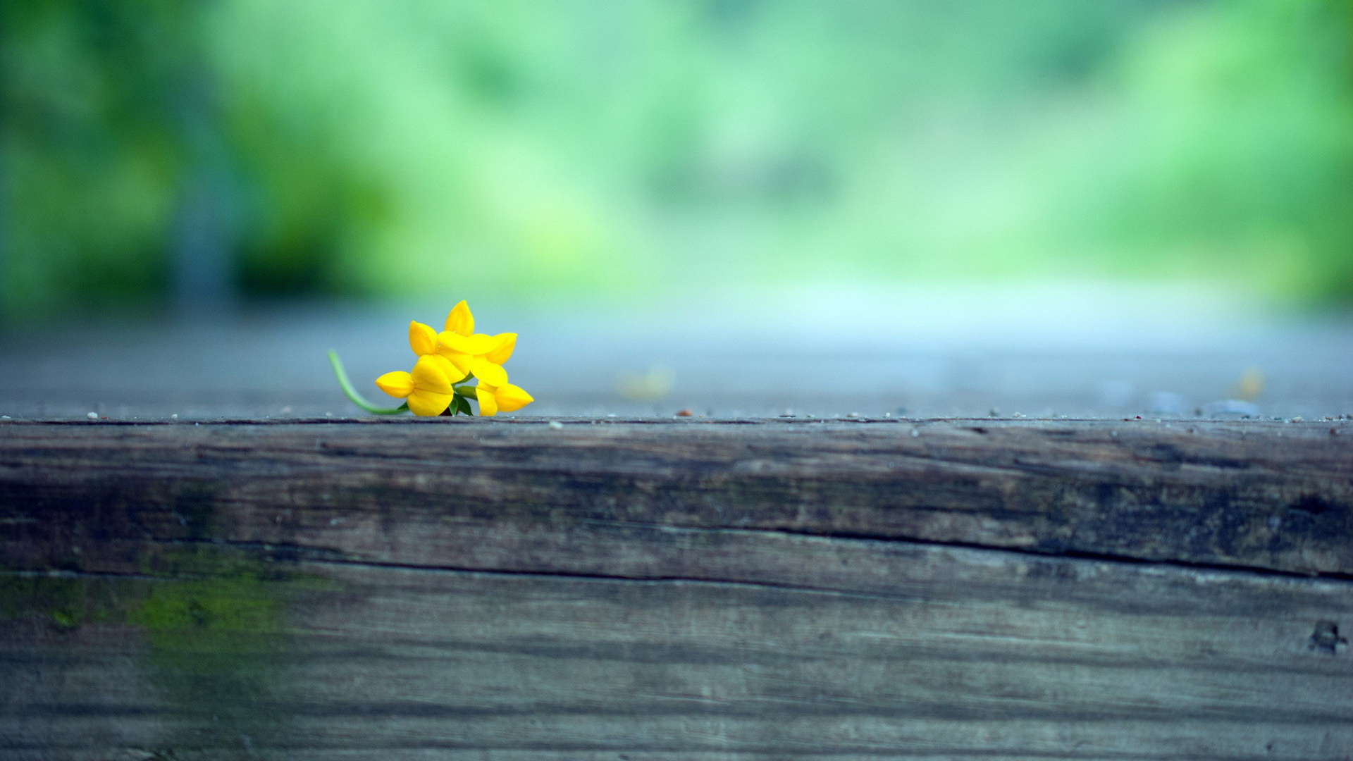 Macro Yellow Flower Blur