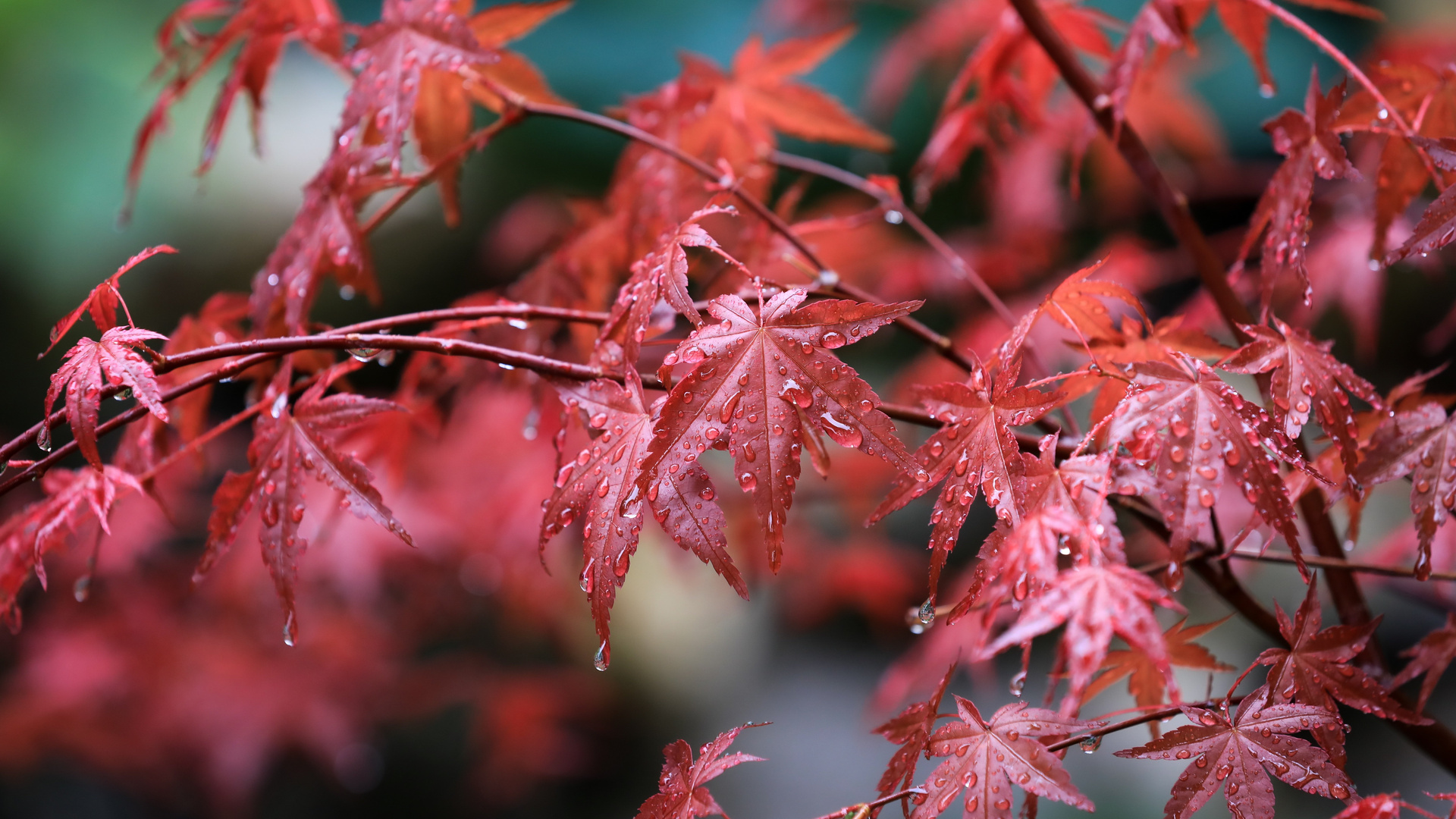 Maple Leafs Water Drops