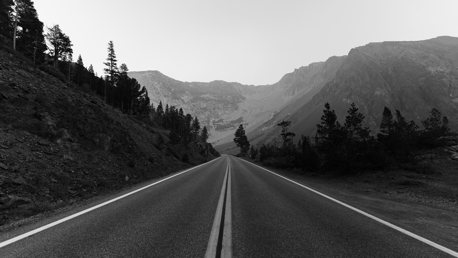 Monochrome Road Trees Landscape 5k