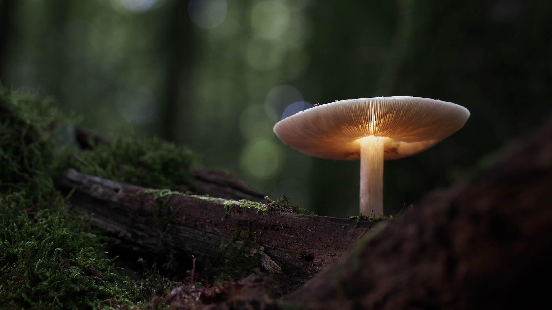 Mushroom Manipulation Nature