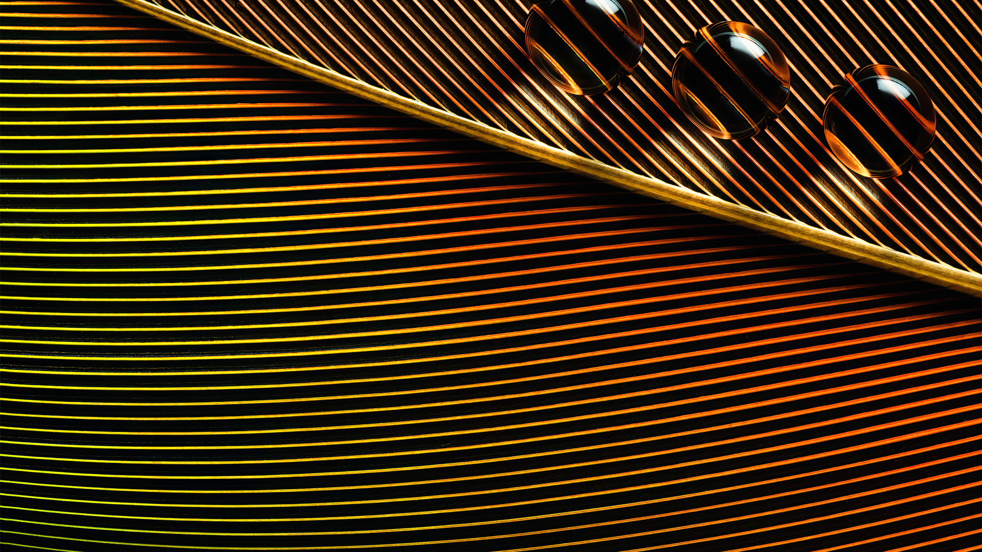 Orange Leaves Macro Water Drops 4k