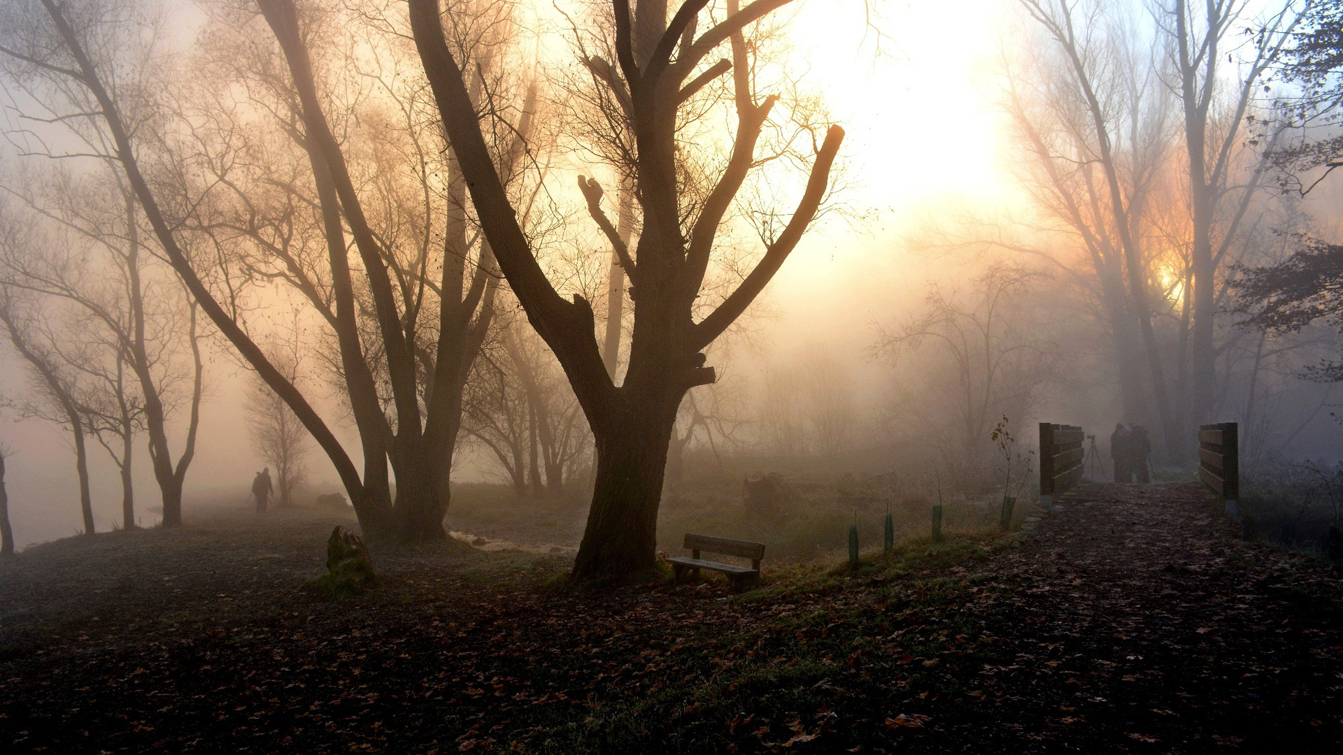 Park Fog Nature People Walking