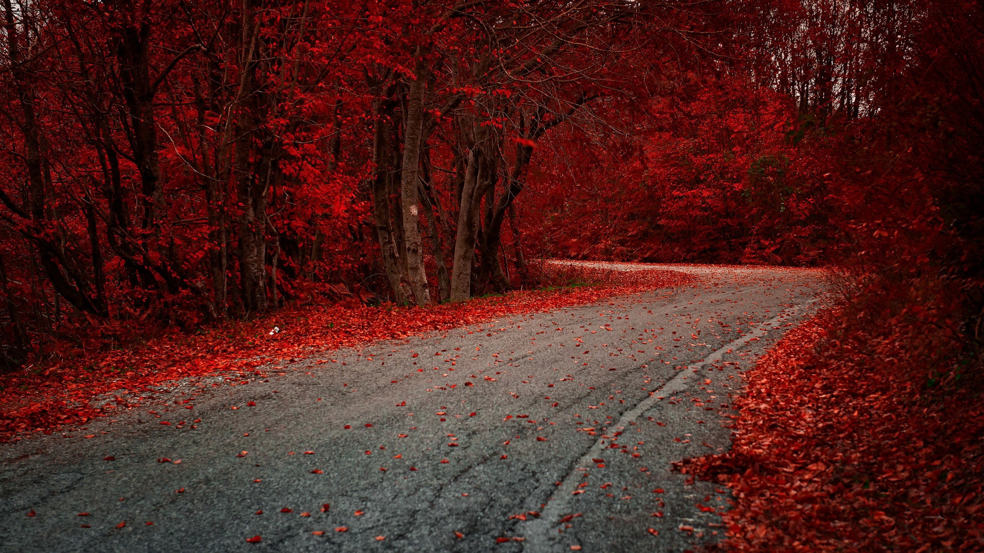 Red Leaves On Road Autumn Season