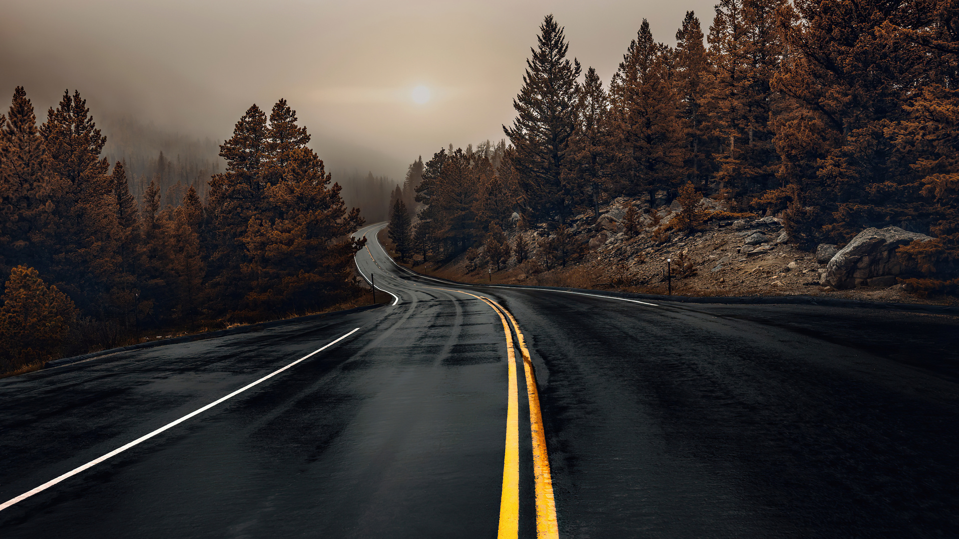 Road Between Woods