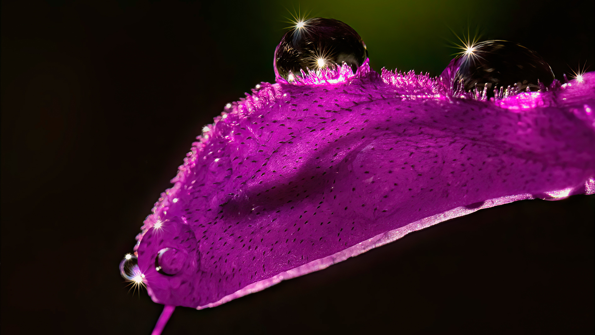 Salvia With Droplets 5k