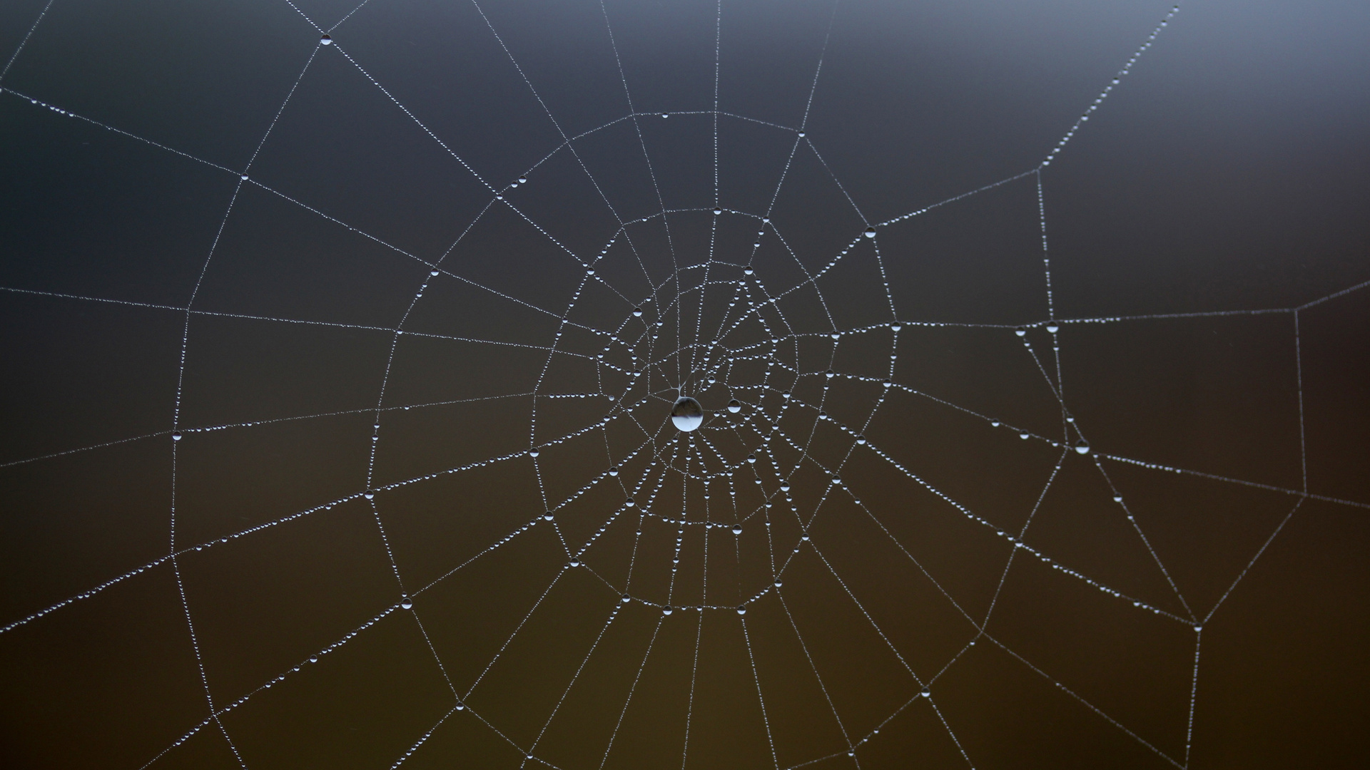 Spider Web Water Drop 5k