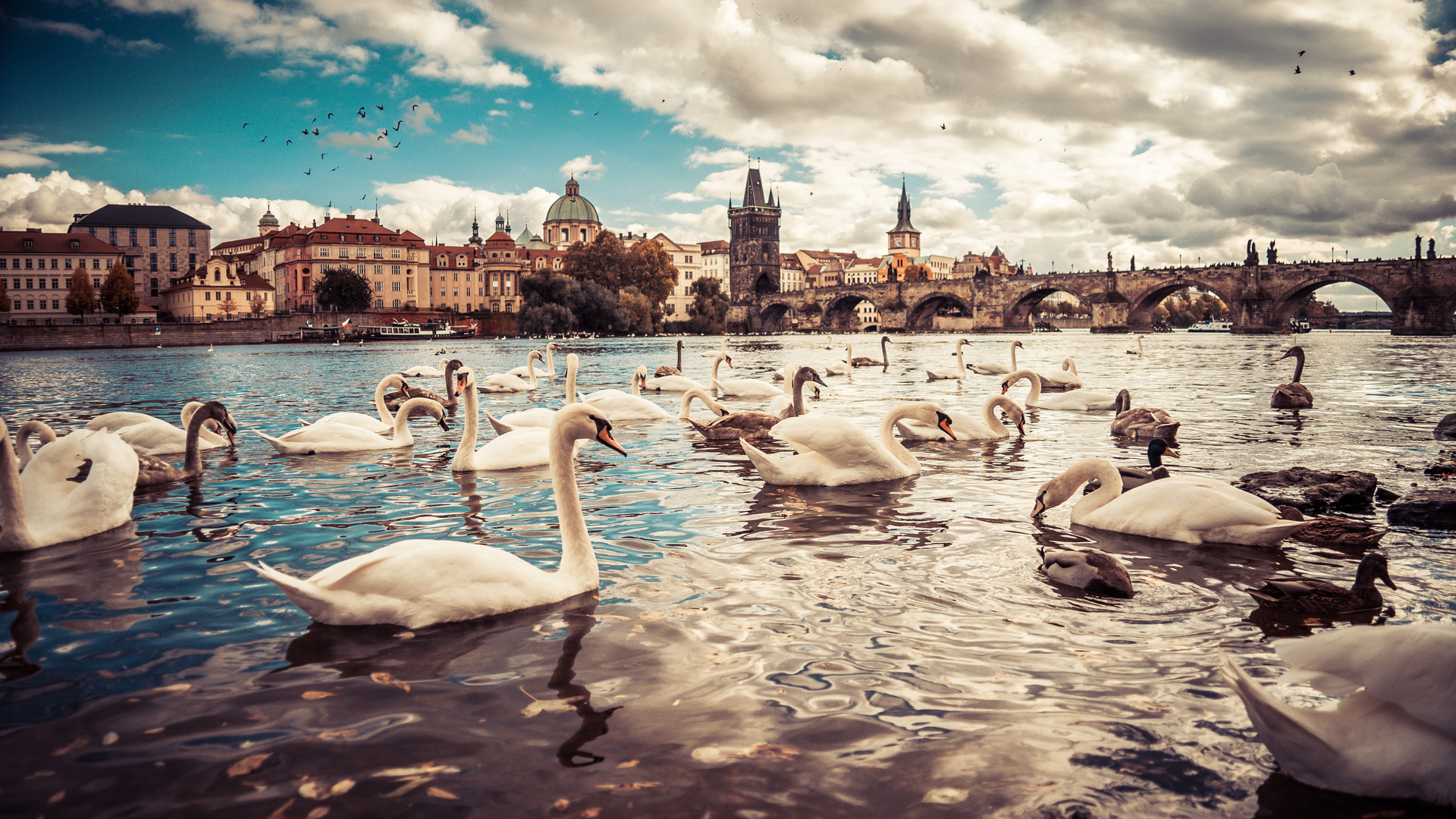 Swans Moldau River Czech Republic 5k
