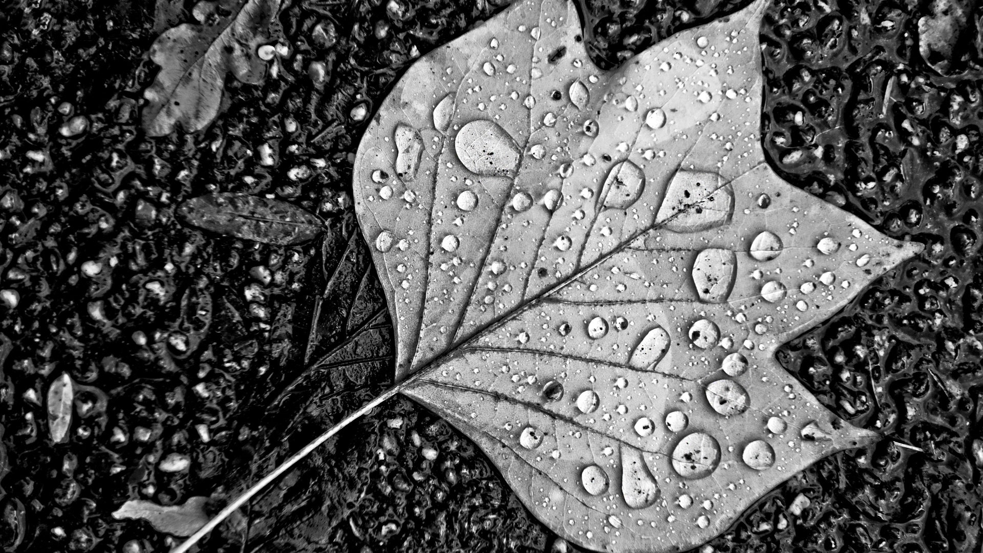 Water Droplets On Leaf Monochrome