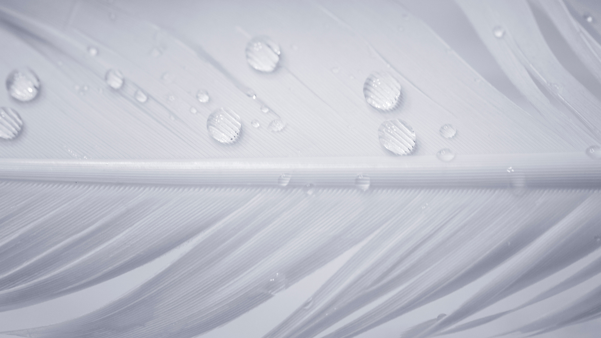 Water Drops On White Feather