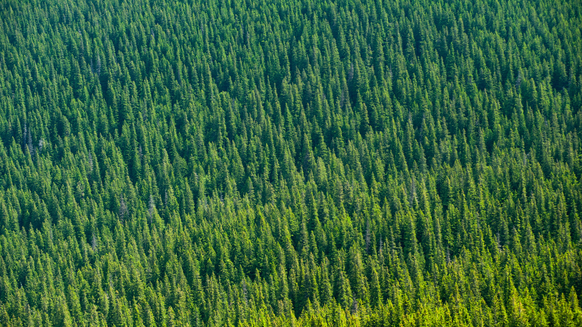 Aerial View Of Trees 4k