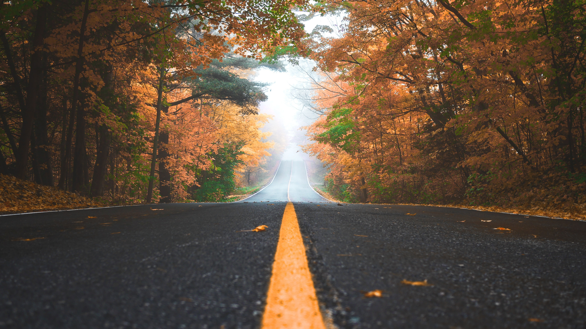 Alone Road Autumn 4k