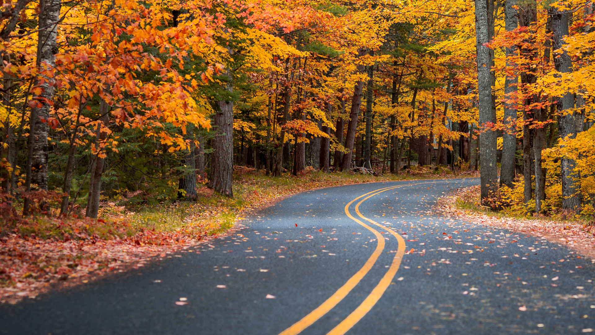 Autumn Drive Road 4k