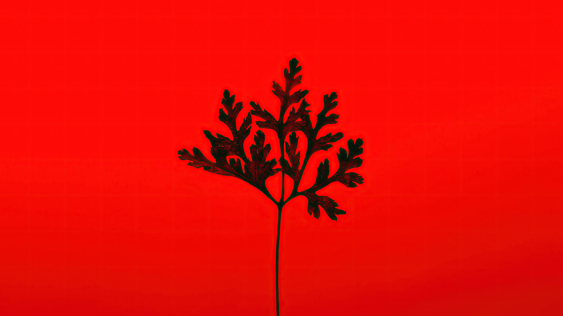 Black Leaf Red Background 5k