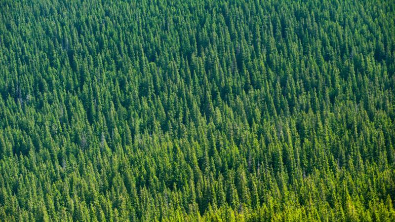 Aerial View Of Trees 4k