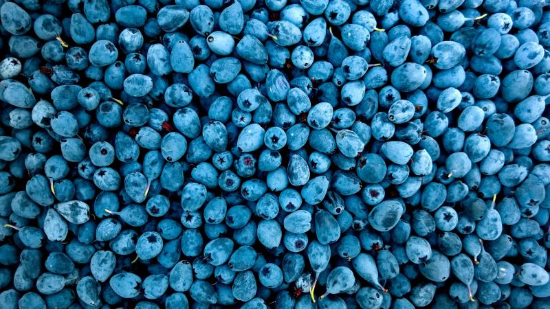 Blueberries HD Wallpaper - Free 4K Download