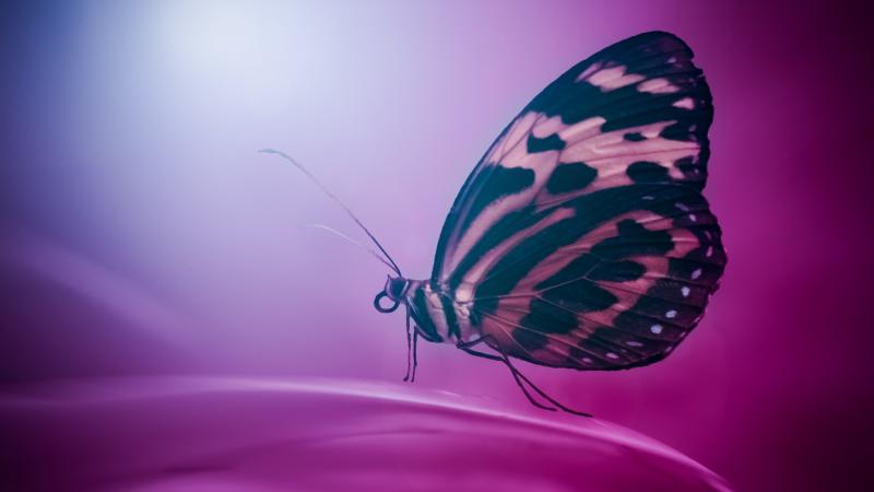 Butterfly Wings Macro