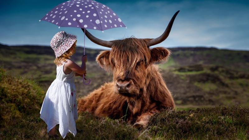 Child Cow Umbrella 5k