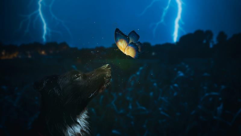 Dog And Butterfly