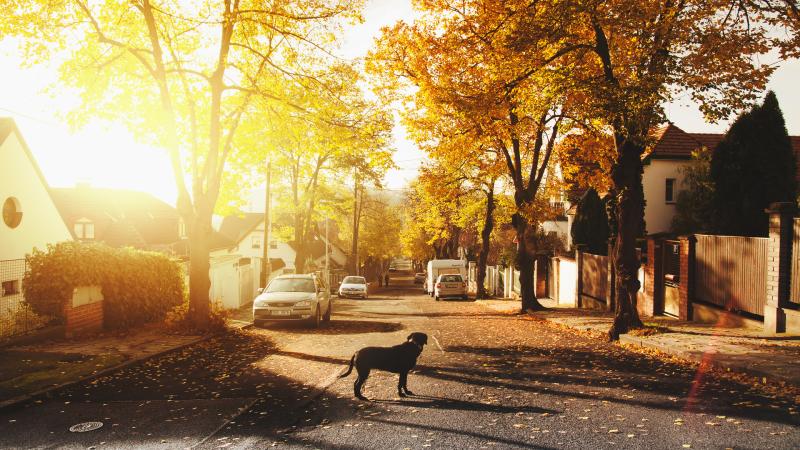 Dog On Concrete Road Homes Trees Sunlights 4k