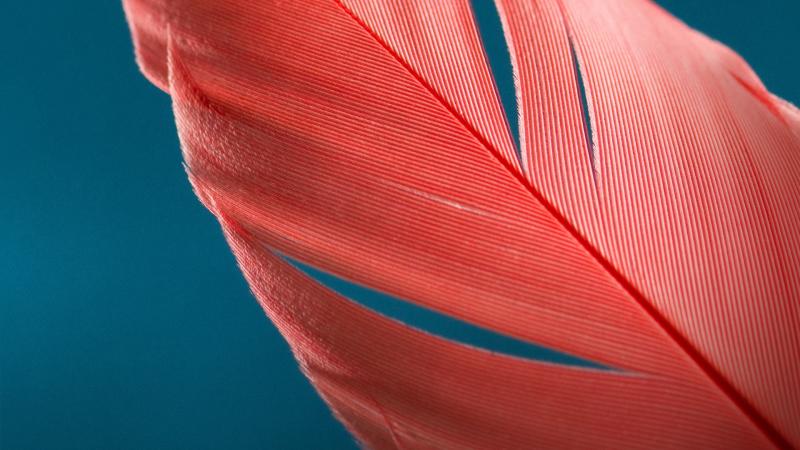 Feathers Macro