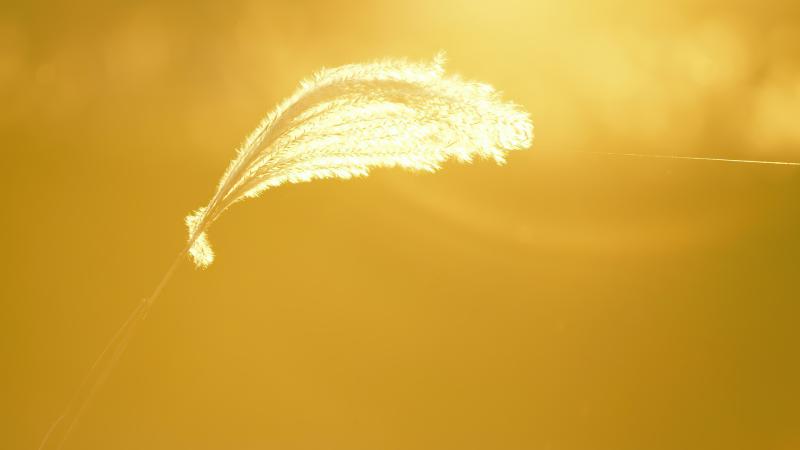 Light Of Fall Spider Thread