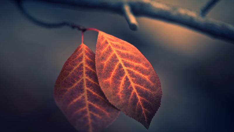Macro Leaf Photography HD Wallpaper - Free 4K Download