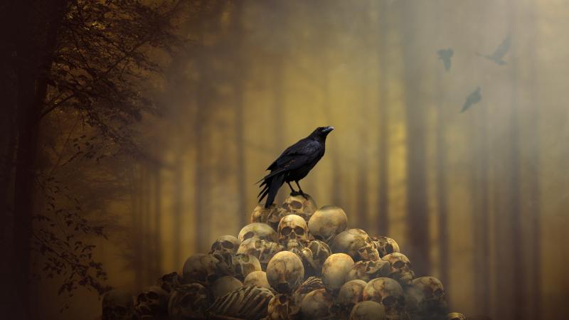 Raven Sitting On Skulls