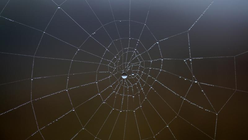 Spider Web Water Drop 5k
