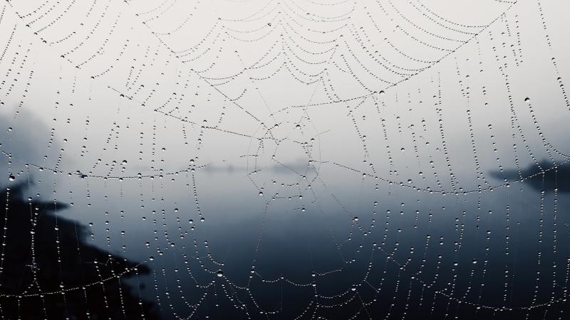 Spider Web
