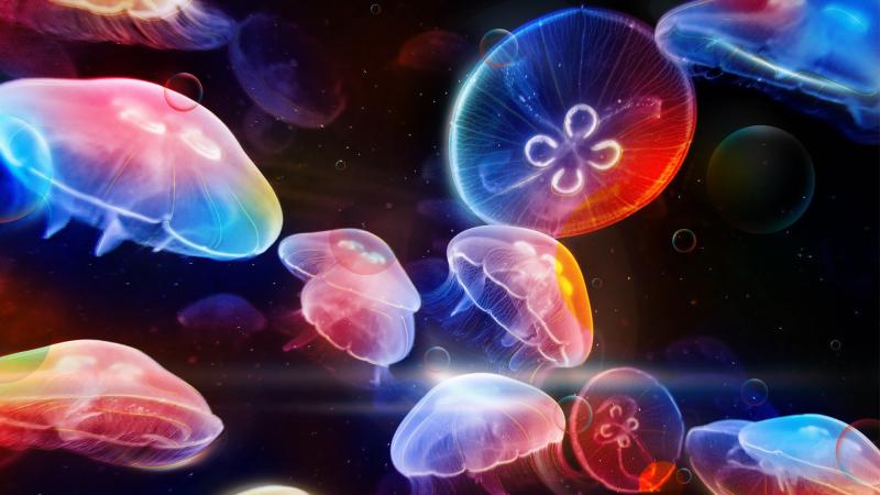 Underwater Jellyfishes