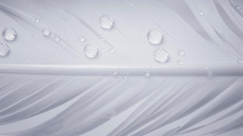 Water Drops On White Feather