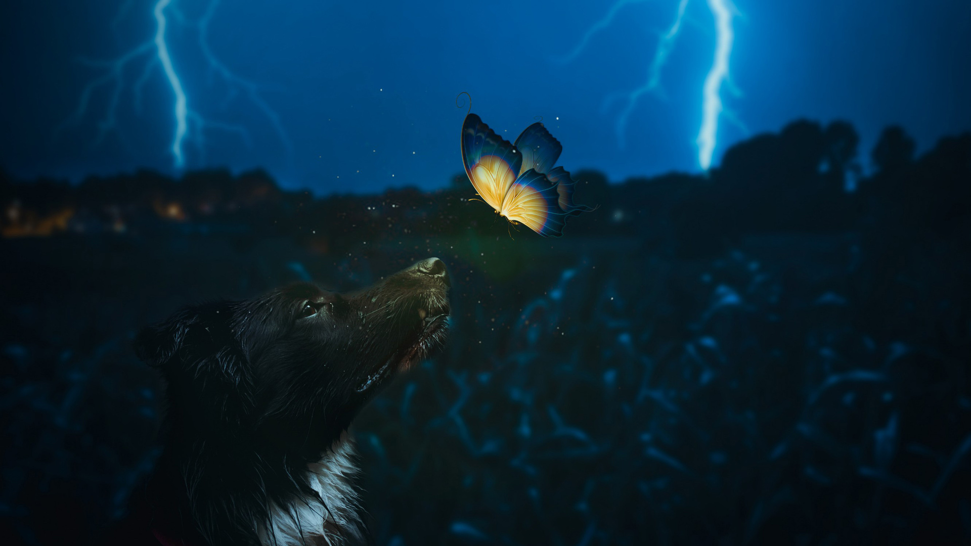 Dog And Butterfly