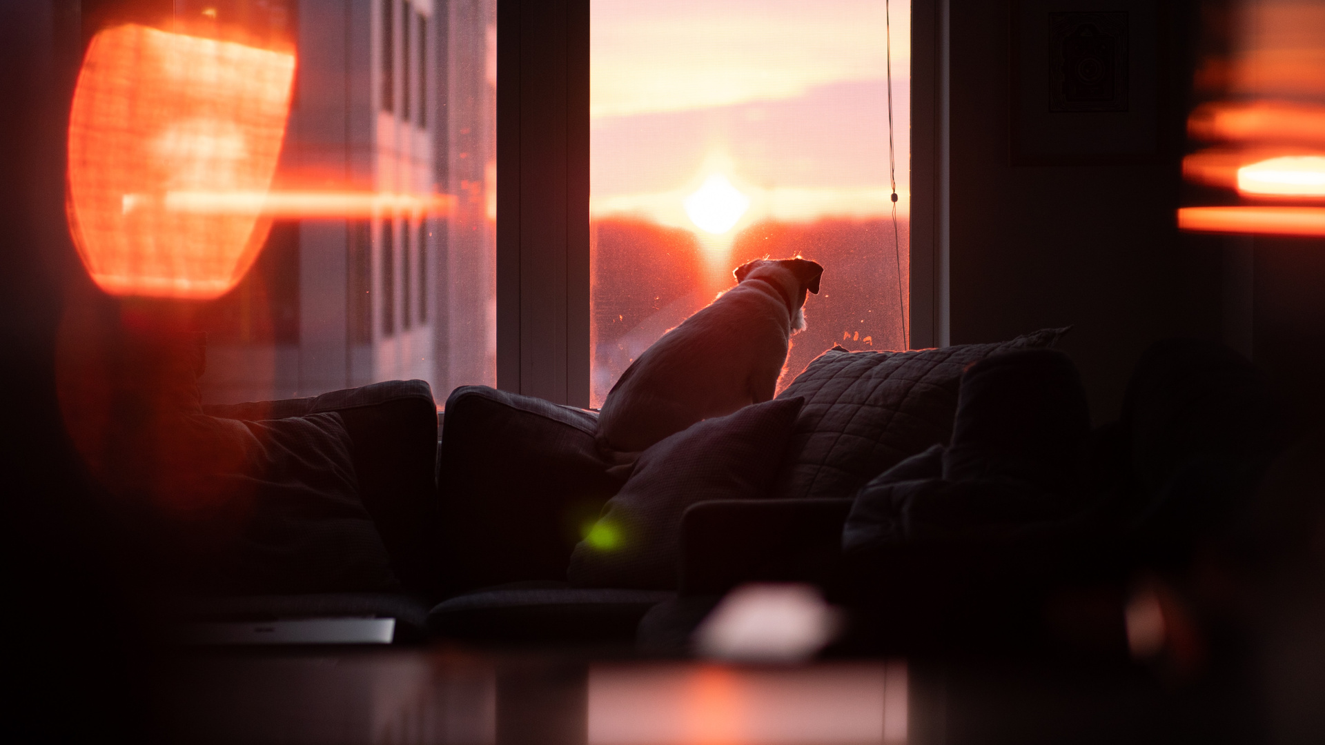 Dog Watching Sunset 5k