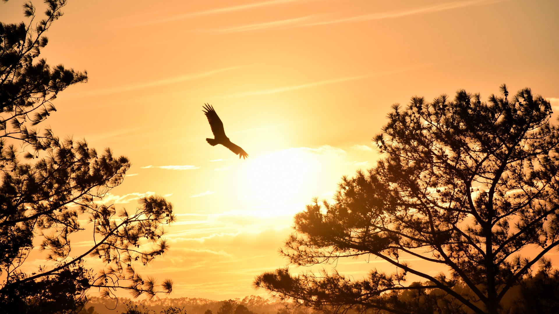 Eagle Flying Towards Sunset 5k