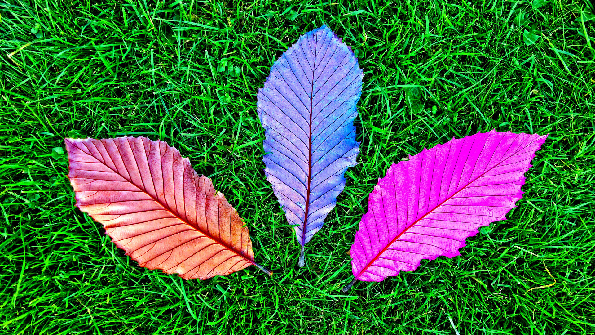 Grass Fallen Colorful Leaves 5k