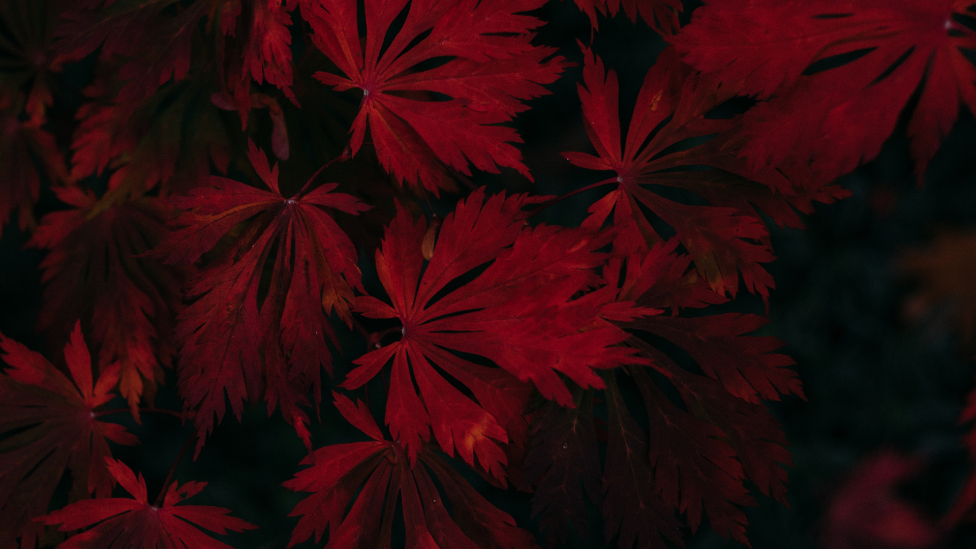 Leaf Dark Vignette Autumn Fall 4k