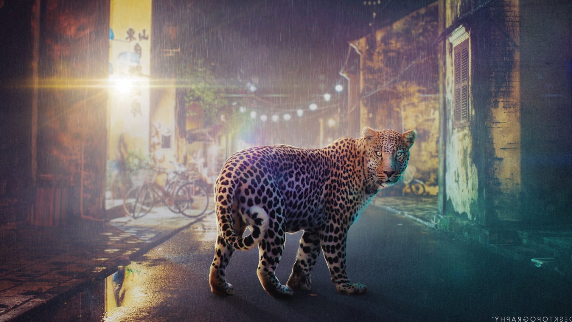 Night Leopard