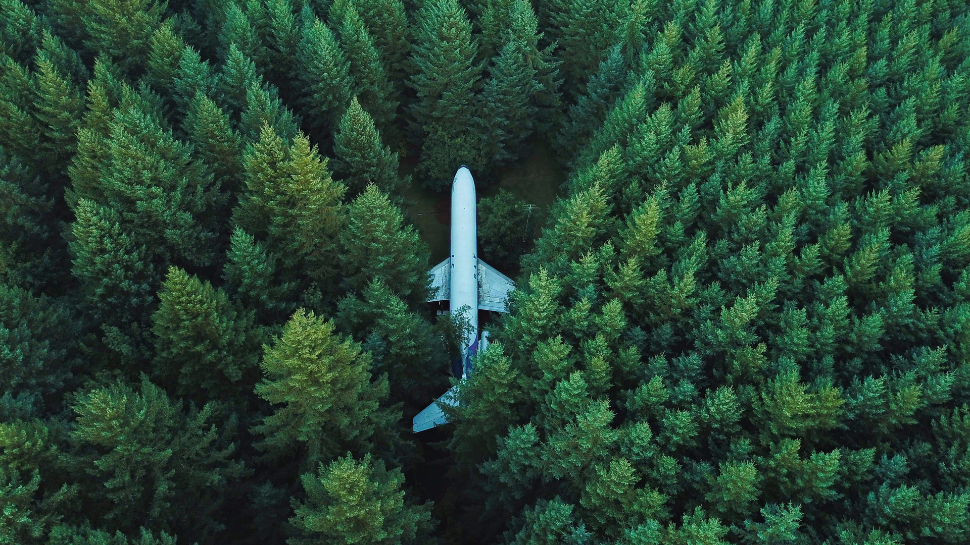 Plane In Middle Of Forest 4k