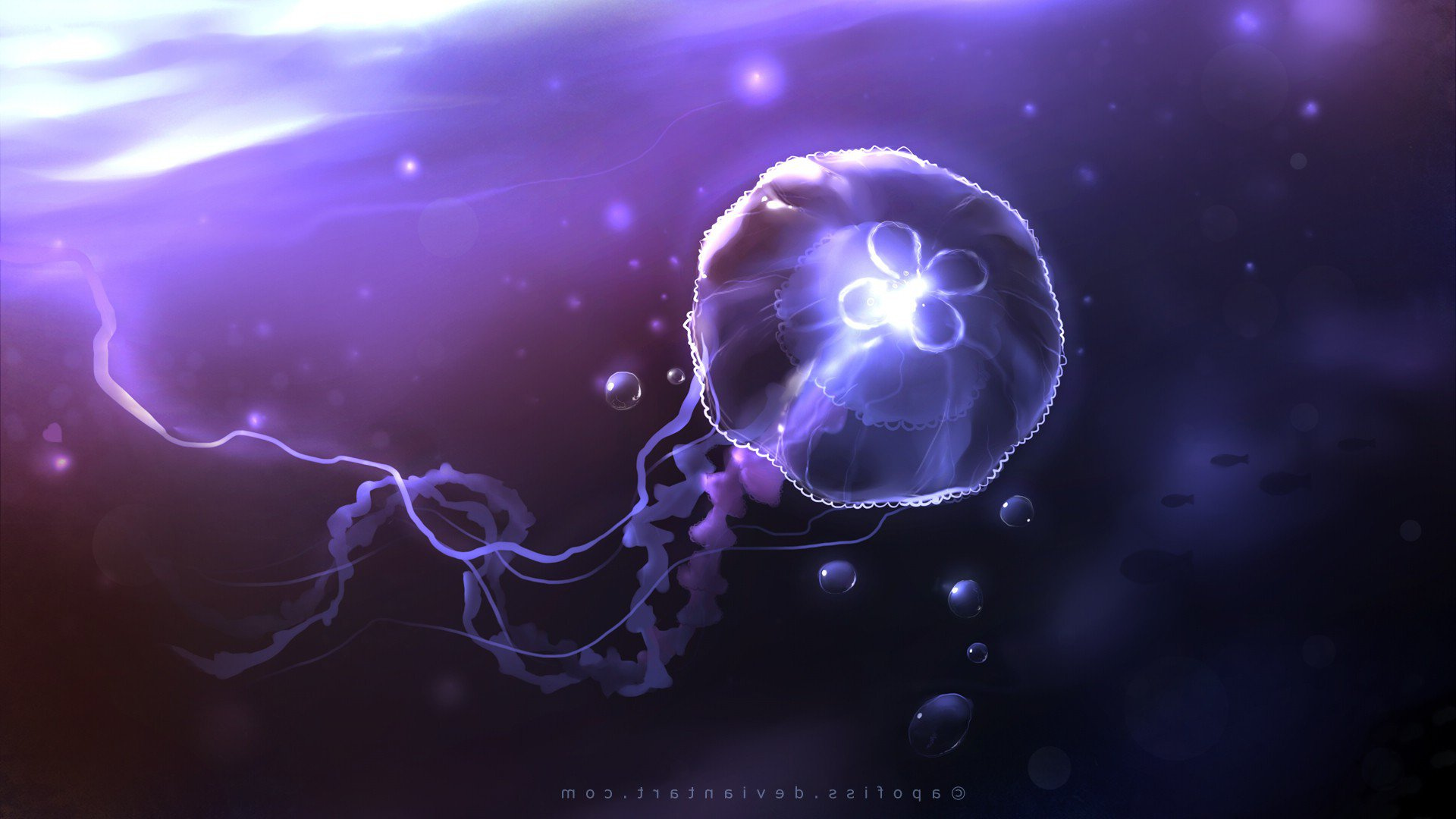 Queen Jellyfish