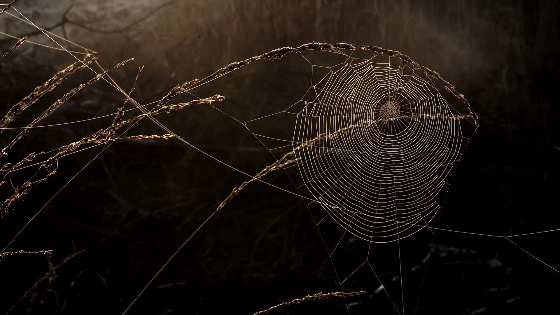 Spider Web Macro