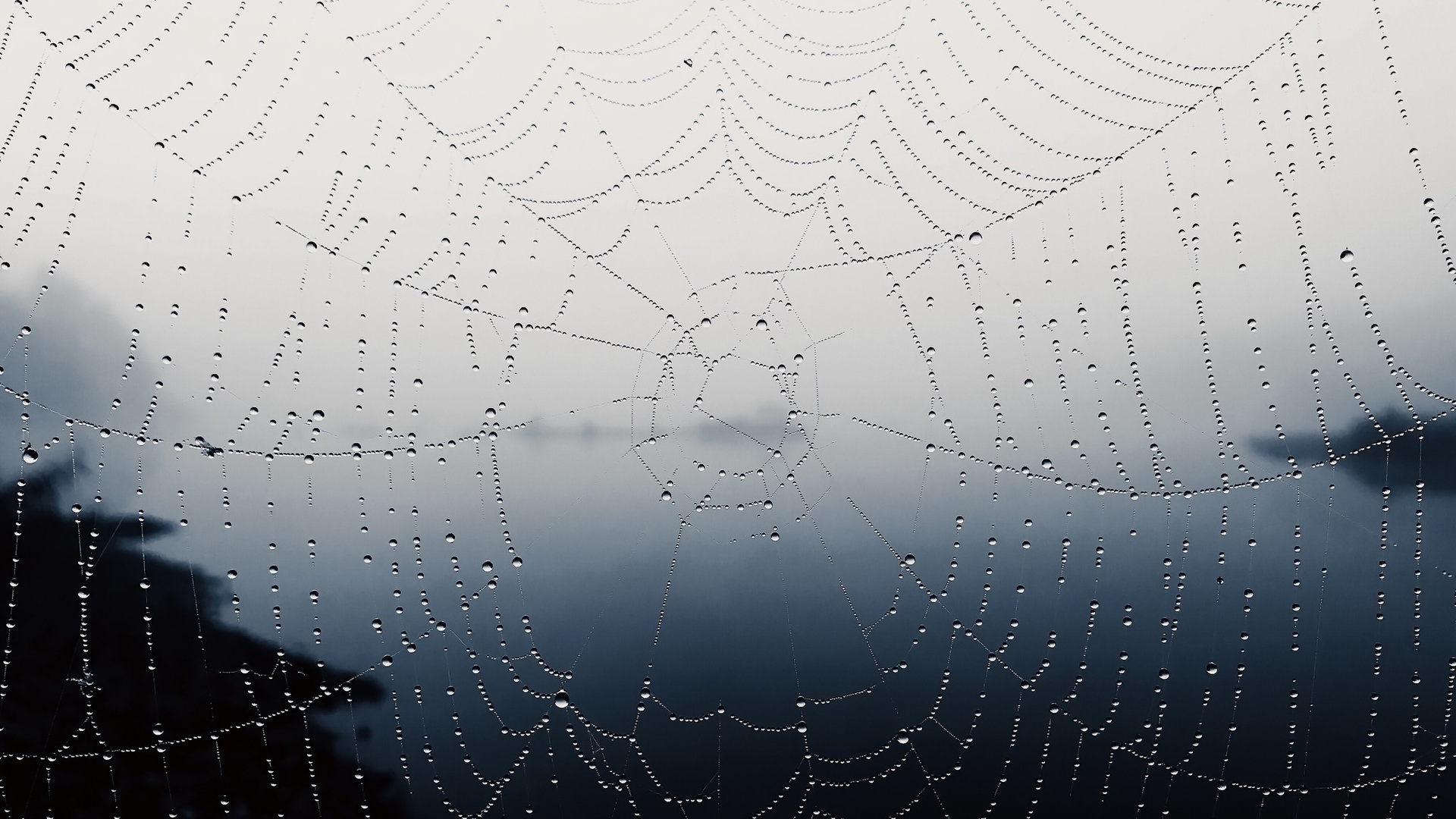 Spider Web