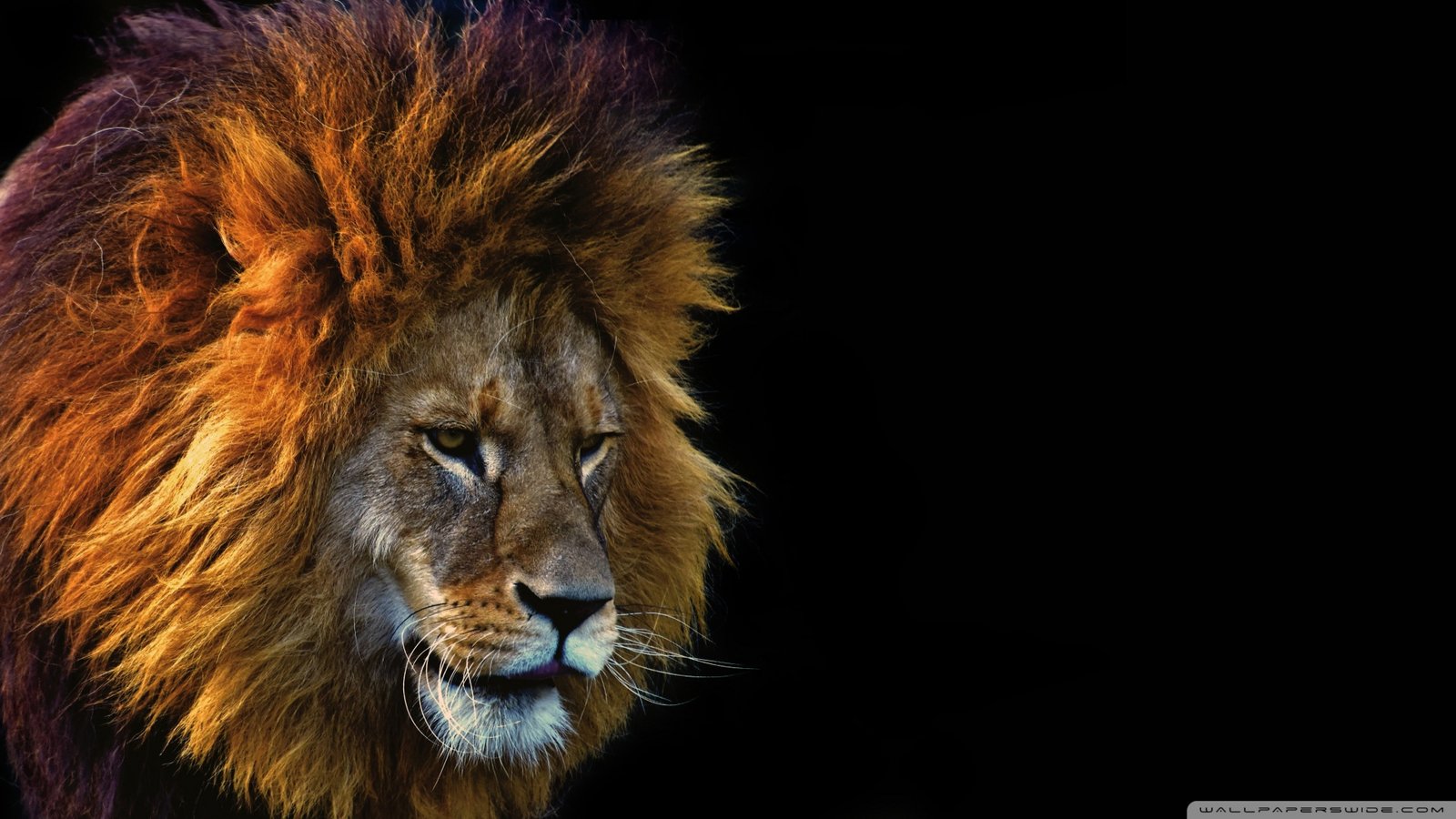 Cool Lion Wallpaper