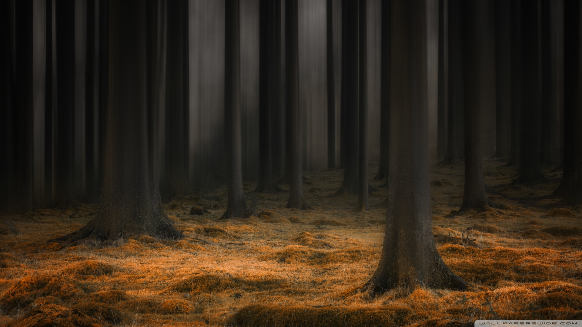 Dark Enchanted Forest Wallpaper