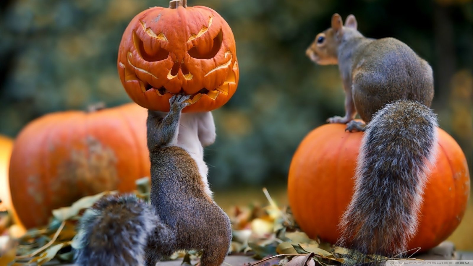 Halloween Squirrels Wallpaper