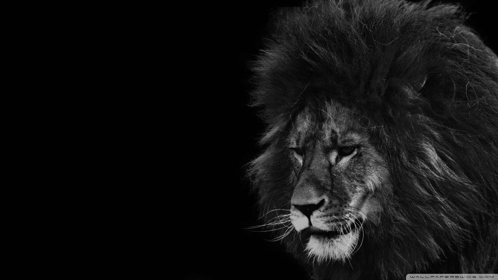 Lion Black and White Wallpaper