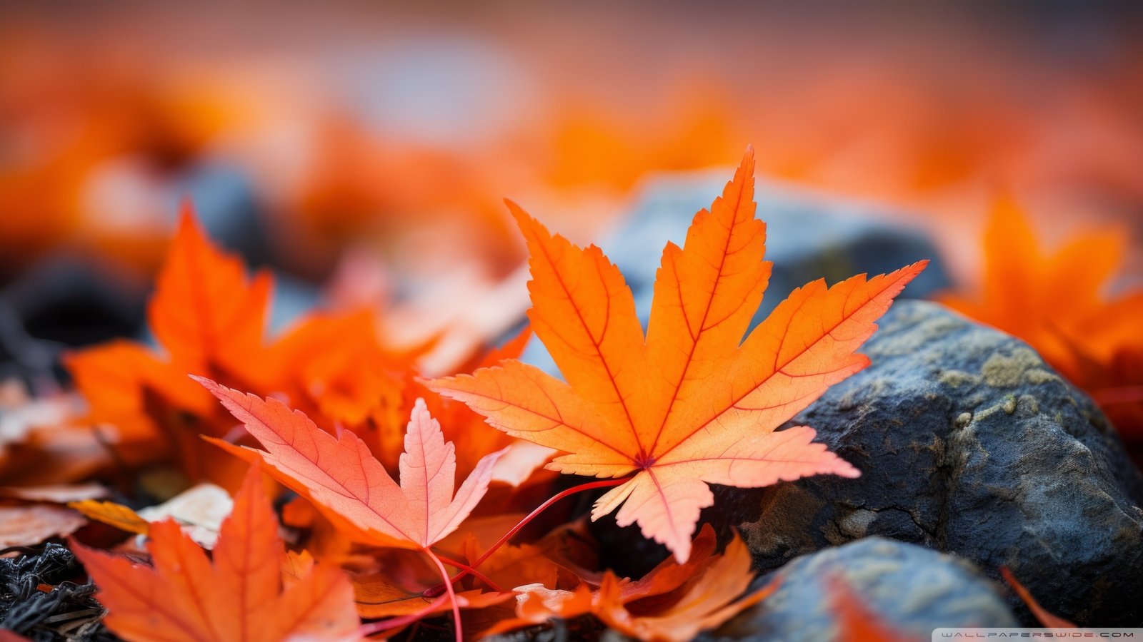 Orange Fall Leaves Macro Wallpaper