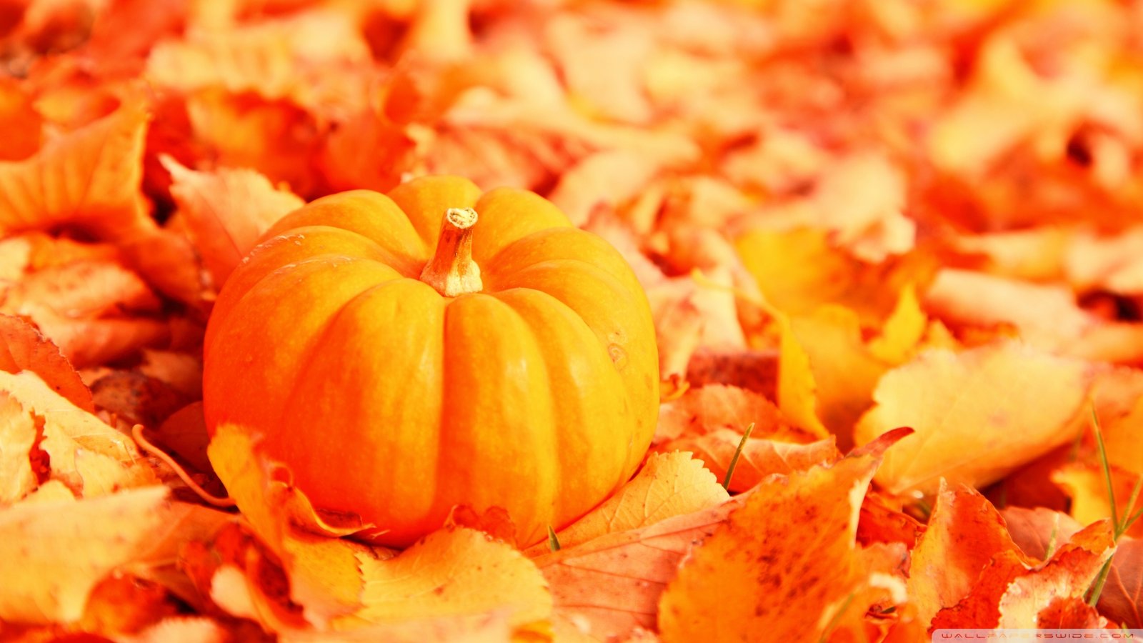 Pumpkin And Autumn Leaves Wallpaper