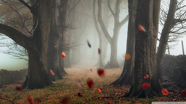 Autumn Wind - hdwallpaper4k