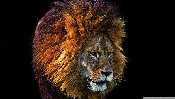 Beautiful Lion wallpaper