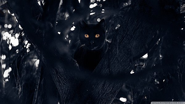 Black Cat Perched in a Tree - hdwallpaper4k